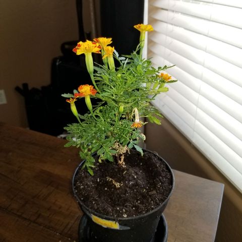 Shield Tower | Basil, Lavender, Marigold, Mint, Lemon Balm, Cilantro, Hot Peppers, Jalapenos, Garlic growlog timeline photo
