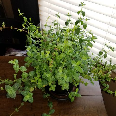 Shield Tower | Basil, Lavender, Marigold, Mint, Lemon Balm, Cilantro, Hot Peppers, Jalapenos, Garlic growlog timeline photo