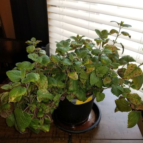 Shield Tower | Basil, Lavender, Marigold, Mint, Lemon Balm, Cilantro, Hot Peppers, Jalapenos, Garlic growlog timeline photo