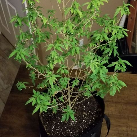Mother's Ice Cream Milk #1 growlog timeline photo