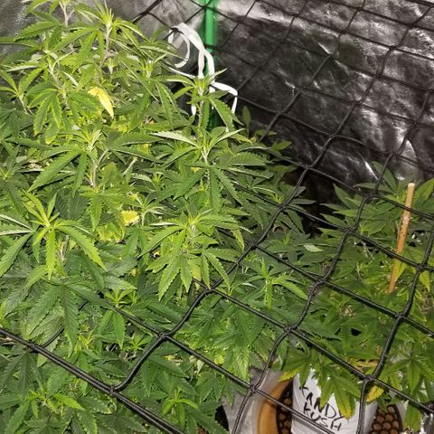 Mother's Ice Cream Milk #1 growlog timeline photo