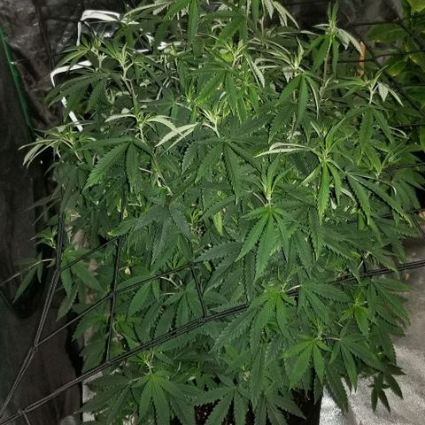 Mother's Ice Cream Milk #1 growlog timeline photo