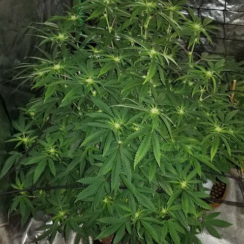 Mother's Ice Cream Milk #1 growlog timeline photo