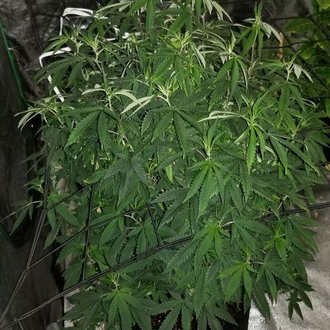 Mother's Ice Cream Milk #1 growlog timeline photo
