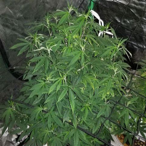 Mother's Ice Cream Milk #1 growlog timeline photo