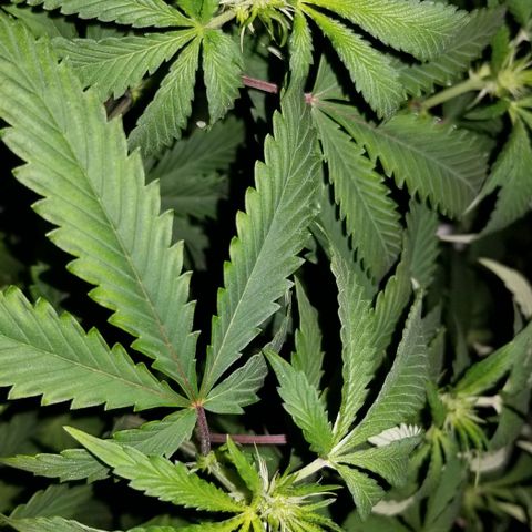 Mother's Ice Cream Milk #1 growlog timeline photo