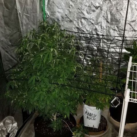 Mother's Ice Cream Milk #1 growlog timeline photo