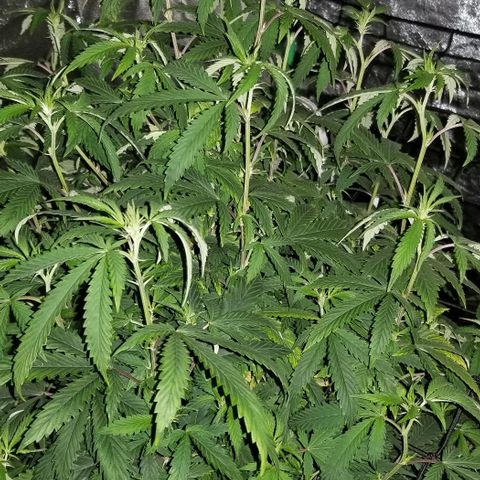 Mother's Ice Cream Milk #1 growlog timeline photo