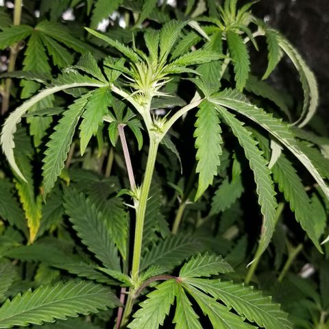 Mother's Ice Cream Milk #1 growlog timeline photo