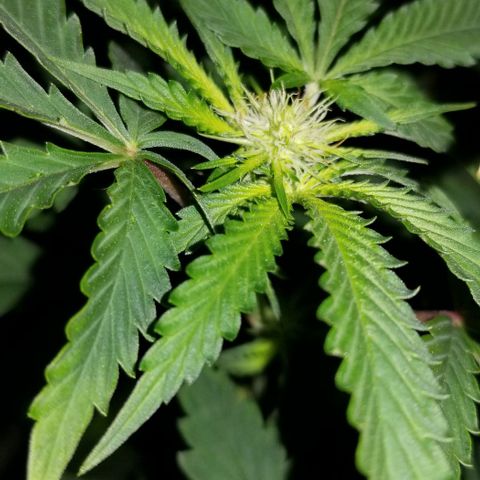 Mother's Ice Cream Milk #1 growlog timeline photo