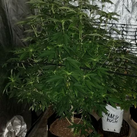 Mother's Ice Cream Milk #1 growlog timeline photo