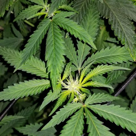 Mother's Ice Cream Milk #1 growlog timeline photo