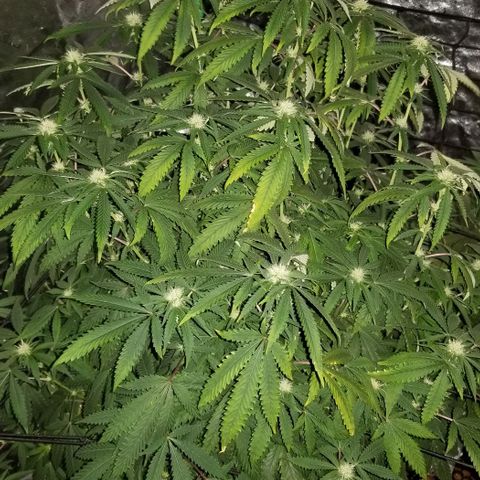 Mother's Ice Cream Milk #1 growlog timeline photo