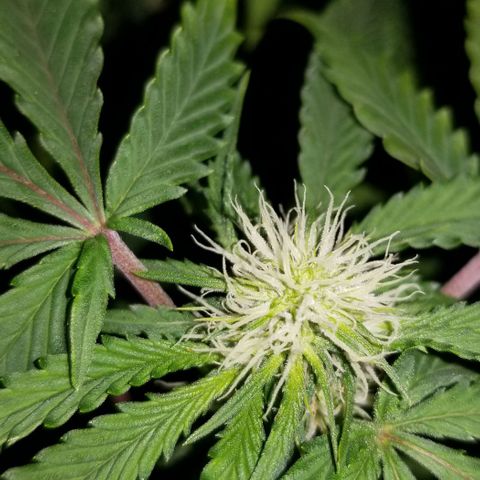 Mother's Ice Cream Milk #1 growlog timeline photo