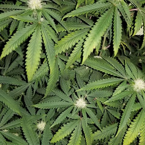 Mother's Ice Cream Milk #1 growlog timeline photo