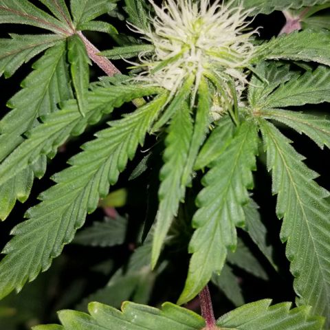 Mother's Ice Cream Milk #1 growlog timeline photo