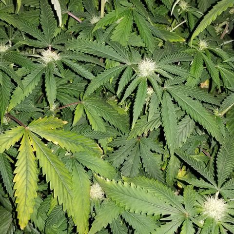 Mother's Ice Cream Milk #1 growlog timeline photo