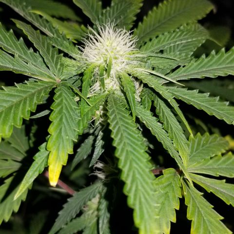 Mother's Ice Cream Milk #1 growlog timeline photo