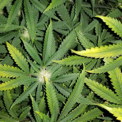 Mother's Ice Cream Milk #1 growlog timeline photo