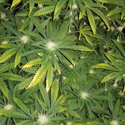 Mother's Ice Cream Milk #1 growlog timeline photo