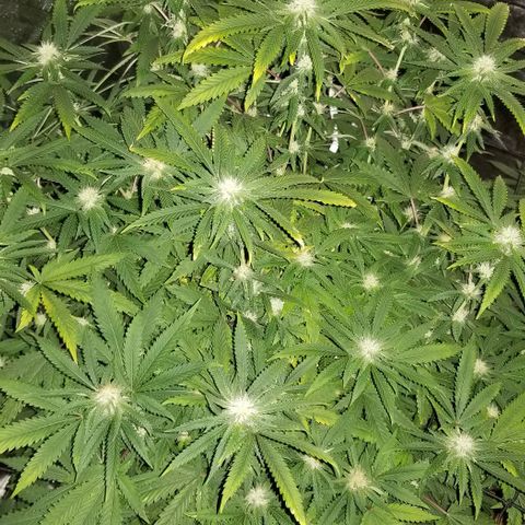 Mother's Ice Cream Milk #1 growlog timeline photo
