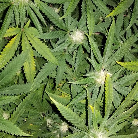 Mother's Ice Cream Milk #1 growlog timeline photo
