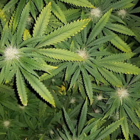Mother's Ice Cream Milk #1 growlog timeline photo