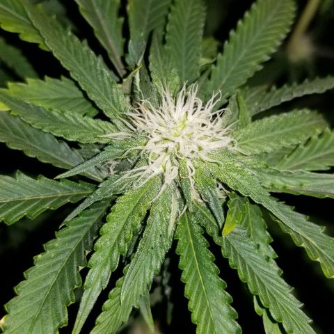 Mother's Ice Cream Milk #1 growlog timeline photo