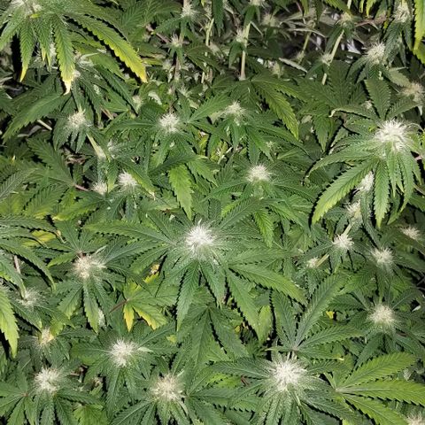 Mother's Ice Cream Milk #1 growlog timeline photo