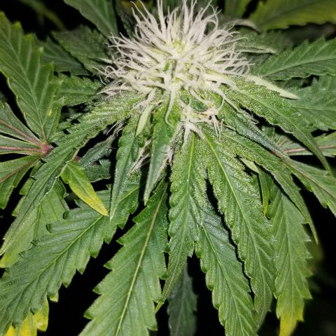 Mother's Ice Cream Milk #1 growlog timeline photo
