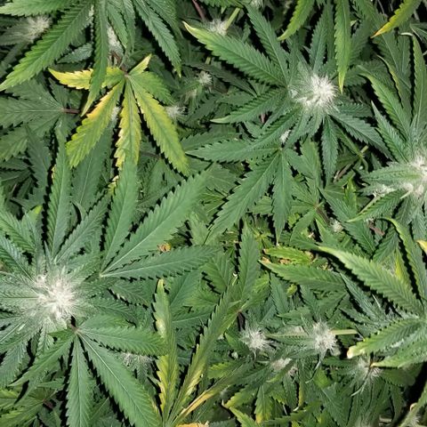 Mother's Ice Cream Milk #1 growlog timeline photo
