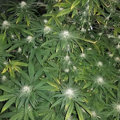 Mother's Ice Cream Milk #1 growlog timeline photo
