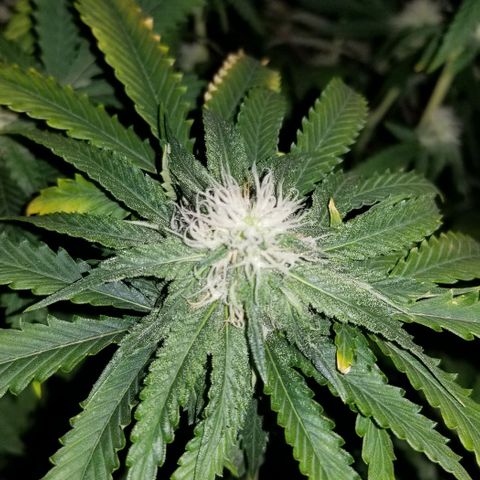 Mother's Ice Cream Milk #1 growlog timeline photo