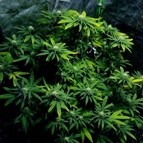 Mother's Ice Cream Milk #1 growlog timeline photo