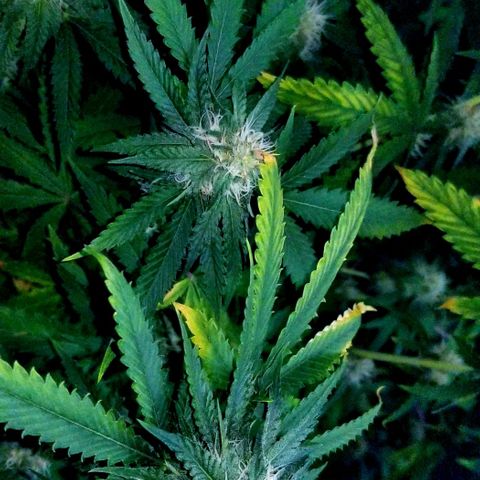 Mother's Ice Cream Milk #1 growlog timeline photo