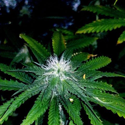 Mother's Ice Cream Milk #1 growlog timeline photo