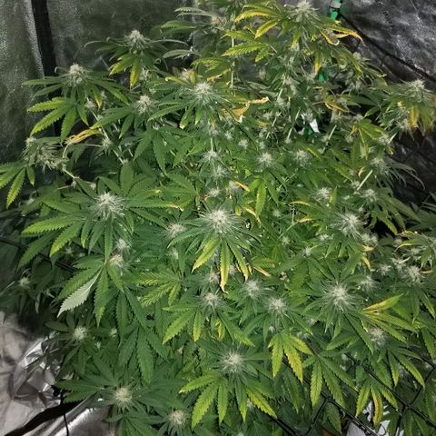 Mother's Ice Cream Milk #1 growlog timeline photo