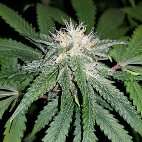 Mother's Ice Cream Milk #1 growlog timeline photo