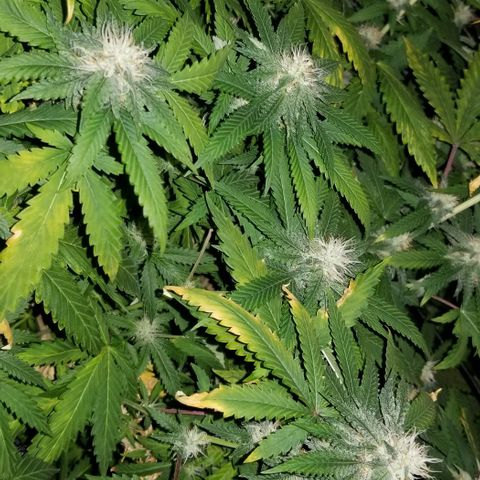 Mother's Ice Cream Milk #1 growlog timeline photo