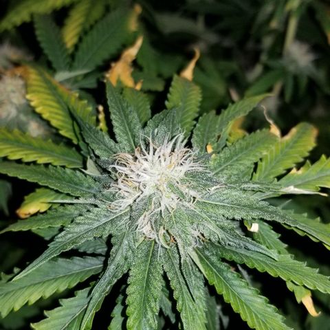 Mother's Ice Cream Milk #1 growlog timeline photo