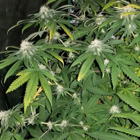Mother's Ice Cream Milk #1 growlog timeline photo