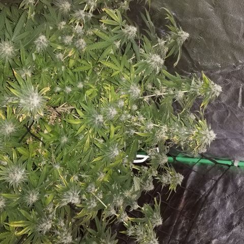 Mother's Ice Cream Milk #1 growlog timeline photo