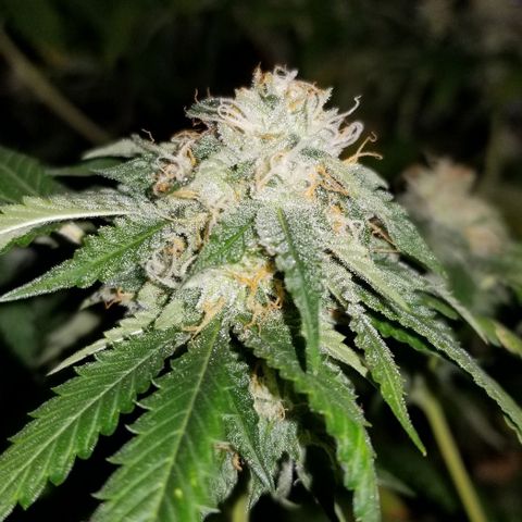 Mother's Ice Cream Milk #1 growlog timeline photo