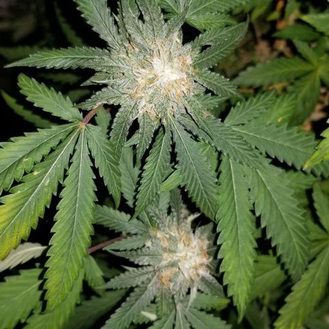 Mother's Ice Cream Milk #1 growlog timeline photo