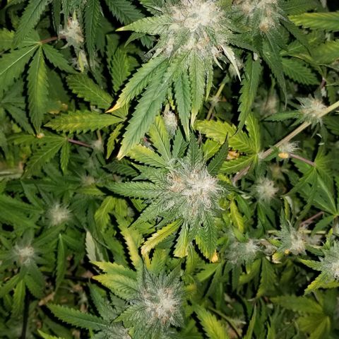 Mother's Ice Cream Milk #1 growlog timeline photo