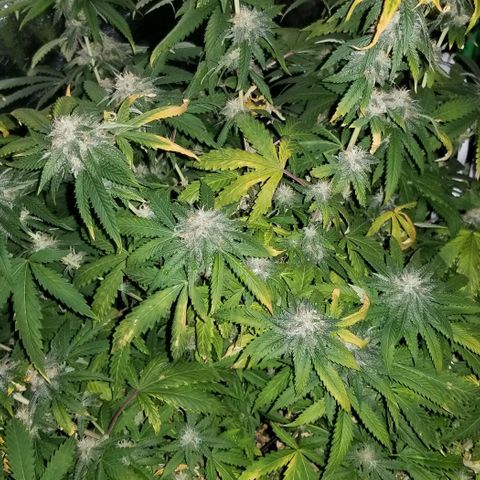 Mother's Ice Cream Milk #1 growlog timeline photo