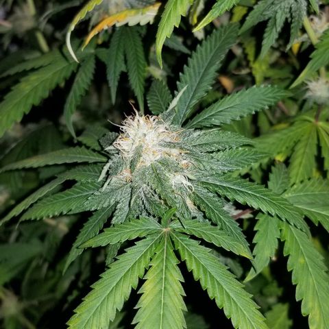 Mother's Ice Cream Milk #1 growlog timeline photo