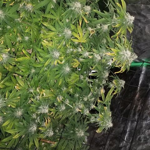 Mother's Ice Cream Milk #1 growlog timeline photo