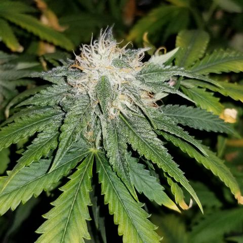 Mother's Ice Cream Milk #1 growlog timeline photo