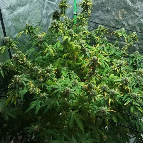 Mother's Ice Cream Milk #1 growlog timeline photo
